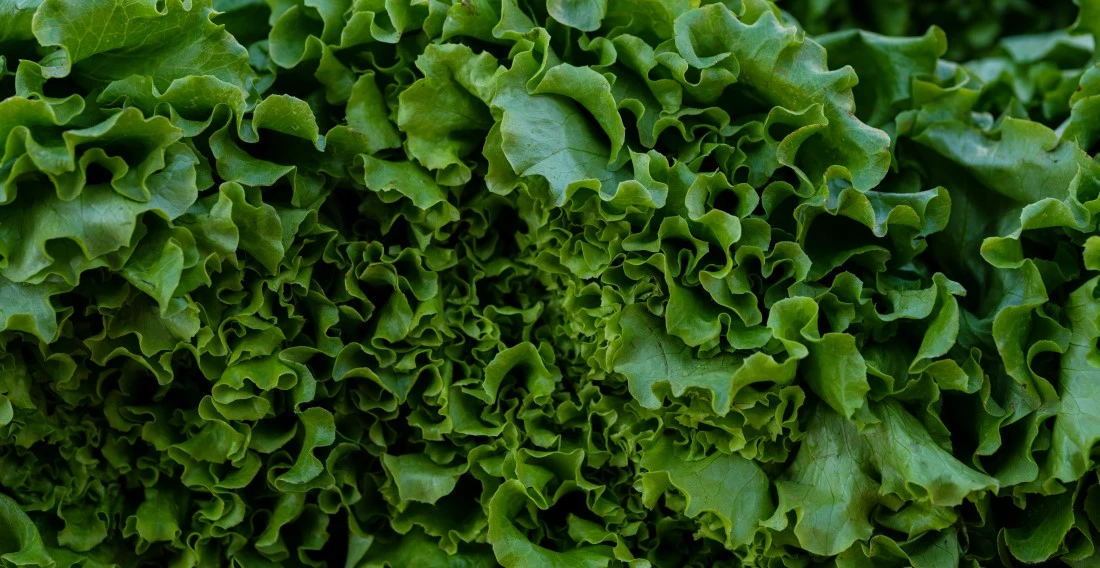 1. 1. STYLEUP_GUIDE_HEALTH_AND_BEAUTY_TIPS_ALL_ABOUT_MAGNESIUM_Dark_Green_Leafy_Vegetables_Are_Rich_In_Magnesium.jpg